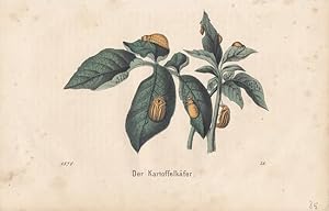 Der Kartoffelkäfer, altkolorierte Lithographie nach 1876, Blattgröße: 14 x 21,7 cm, reine Bildgrö...
