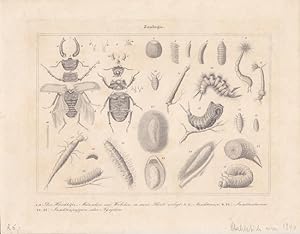 Zoologie, Stahlstich um 1840 mit einer Vielzahl an Tieren, Blattgröße: 20,3 x 26 cm, reine Bildgr...