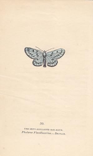 The grey - scolloped bar - moth, Phalaena Flavillacerius, Altkolorierter Kupferstich um 1840, Bla...