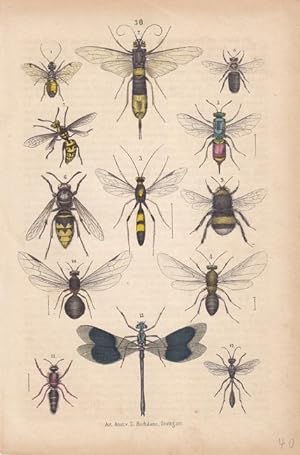Fliegen, Libellen, Altkolorierte Lithographie um 1875 mit einer Vielzahl geflügelter Insekten von...
