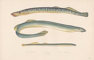 Sea Lamprey, Lampern, Silver Lamprey, kolorierte Lithographie um 1865 von Jonathan Couch, Blattgr...