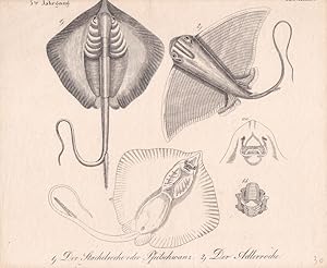 Rochen, Kupferstich um 1810 mit drei dargestellten Arten und zwei Detaildarstellungen, Blattgröße...
