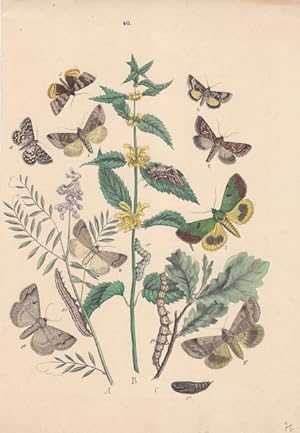 Schmetterlinge, Raupen, Puppen auf Pflanzen, altkolorierte Lithographie um 1875 von Emil Hochdanz...