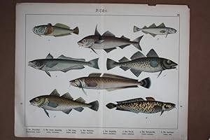 Fische, Ichthyologie, Chromolithographie 1886 mit 8 abgebildeten Arten, Blattgröße: 31,5 x 41 cm,...