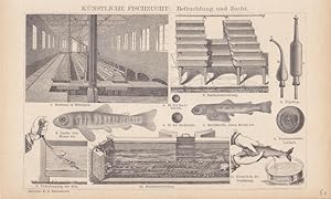 Künstliche Fischzucht: Befruchtung und Zucht, Holzstich um 1870 aus dem Haus Brockhaus, Blattgröß...