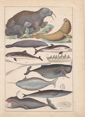 Walfische, altkolorierte Lithographie um 1840 mit der Darstellung von einzelnen Tieren und Körper...