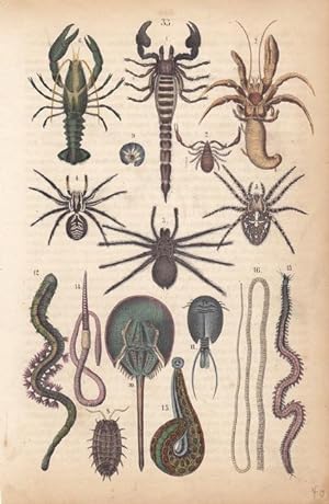 Krebse, Spinnentiere, Würmer, altkolorierter Stahlstich um 1860, Blattgröße: 21 x 13,5 cm, reine ...