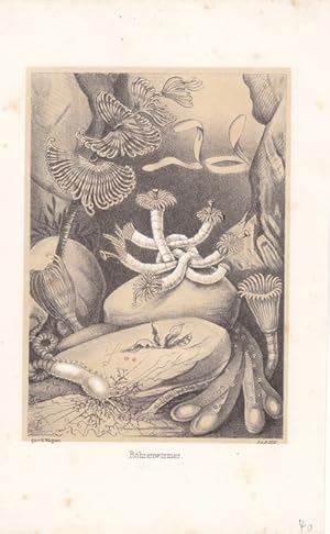 Röhrenwürmer, getönte Lithographie um um 1850 nach H. Wagner, Blattgröße: 22,2 x 13,7 cm, reine B...