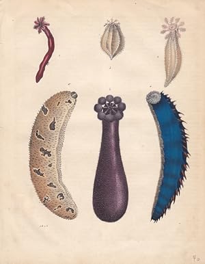 Seegurken, Holothurien, altkoloriere Lithographie 1849, Blattgröße: 25,2 x 19,8 cm, reine Bildgrö...