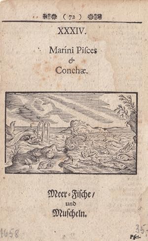 Meer=Fische und Muscheln, Kupferstich um 1658, Blattgröße: 15,5 x 10 cm, reine Bildgröße: 5,4 x 8...