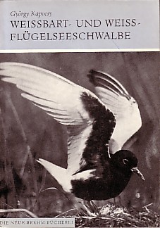 Weissbart- und Weissflügelseeschwalbe. Chlidonias leucopterus und Chl. hybrida.