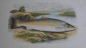British Fresh-Water Fishes - Original Wood Block Plate - SALMON TROUT (VAR)