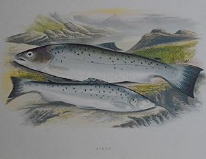 British Fresh-Water Fishes - Original Wood Block Plate - SEWEN