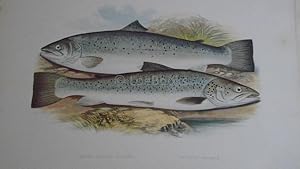 Seller image for British Fresh-Water Fishes - Original Wood Block Plate- SHORT HEADED SALMON, SILVERY SALMON for sale by LOE BOOKS