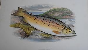 British Fresh-Water Fishes - Original Wood Block Plate - GILLAROO TROUT