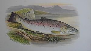 British Fresh-Water Fishes - Original Wood Block Plate - GREAT LAKE TROUT