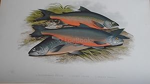 British Fresh-Water Fishes - Fine Original Wood Block Plate - WINDERMERE CHARR, COLE'S CHARR, GRA...