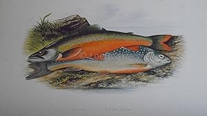 British Fresh-Water Fishes - Fine Wood Block Plate - TORGOCH, ALPINE CHARR