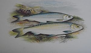 British Fresh-Water Fishes - Original Wood Block Plate- POLLAN, POWAN