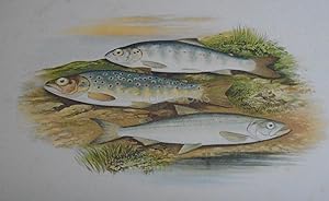 British Fresh-Water Fishes - Original Wood Block Plate - YOUNG TROUT, SALMON PARR, SMELT