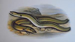 Image du vendeur pour British Fresh-Water Fishes - Original Wood Block Plate - SHARP NOSED EEL, BROAD NOSED EEL mis en vente par LOE BOOKS