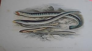 Seller image for British Fresh-Water Fishes - Original Wood Block Plate- SEA LAMPREY, LAMPERN, PLANER'S LAMPREY, PRIDE for sale by LOE BOOKS