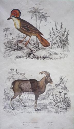 Seller image for Gravure de Fries et Du Casse. Planche 392 : Moucherolle couronn, Mouflon for sale by Abraxas-libris