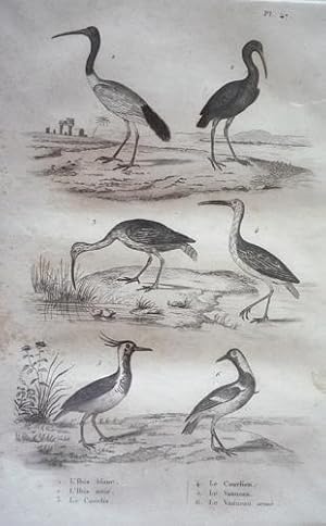 Bild des Verkufers fr Gravure d'oiseaux (Buffon). Planche 47 : Ibis blanc, Ibis noir, Courlis, Courlieu, Vanneau, Vanneau arm zum Verkauf von Abraxas-libris