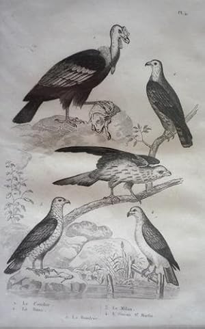 Bild des Verkufers fr Gravure d'oiseaux (Buffon). Planche 4 : Condor, Buse, Milan, Oiseau St. Martin, Bondre zum Verkauf von Abraxas-libris