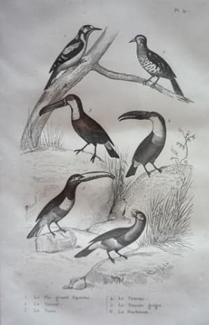 Bild des Verkufers fr Gravure d'oiseaux (Buffon). Planche 41 : Pic grand Epeiche, Torcol, Toco, Toucan, Toucan grigri, Barbican zum Verkauf von Abraxas-libris