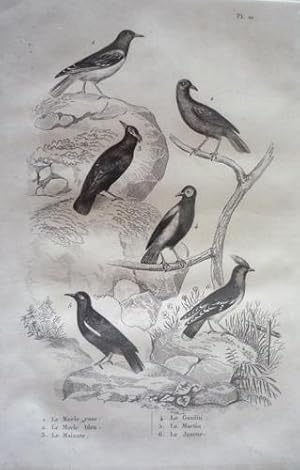 Bild des Verkufers fr Gravure d'oiseaux (Buffon). Planche 21 : Merle rose, Merle bleu, Mainate, Goulin, Martin, Jaseur zum Verkauf von Abraxas-libris