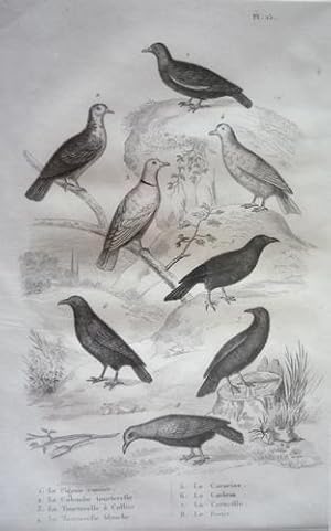 Bild des Verkufers fr Gravure d'oiseaux (Buffon). Planche 15 : Pigeon ramier, Colombe tourterelle, Tourterelle  collier, Tourterelle blanche, Coracias, Corbeau, Corneille, Freux zum Verkauf von Abraxas-libris