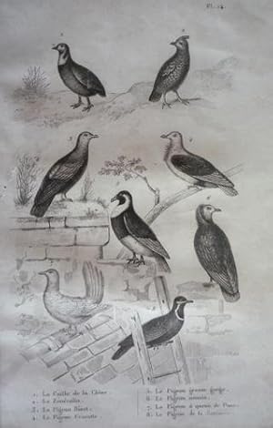 Bild des Verkufers fr Gravure d'oiseaux (Buffon). Planche 14 : Caille de la Chine, Zncolin, Pigeon Bizet, Pigeon Cravatte, Pigeon grosse gorge, Pigeon nonain, Pigeon  queue de paon, Pigeon de la Jamaque zum Verkauf von Abraxas-libris