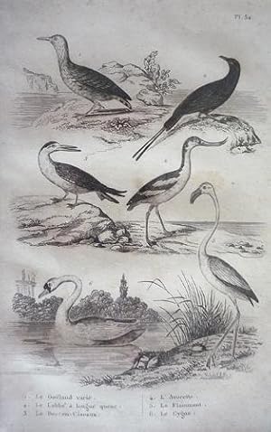 Bild des Verkufers fr Gravure d'oiseaux (Buffon). Planche 52 : Goland vari, Labbe  longue queue, Bec-en-ciseaux, Avocette, Flammant, Cygne zum Verkauf von Abraxas-libris