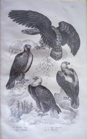 Bild des Verkufers fr Gravure d'oiseaux (Buffon). Planche 1 : Grand Aigle, Aigle commun, Aigle imprial, Pigargue zum Verkauf von Abraxas-libris