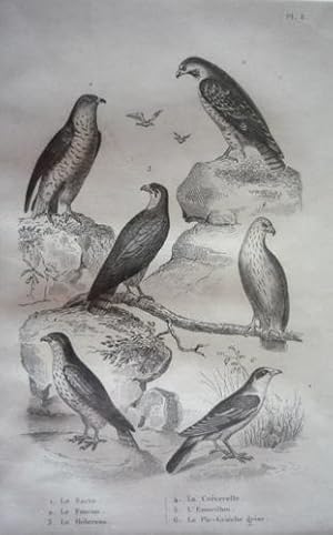Bild des Verkufers fr Gravure d'oiseaux (Buffon). Planche 6 : Sacre, Faucon, Hobereau, Crcerelle, Emerillon, Pie-griche grise zum Verkauf von Abraxas-libris
