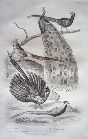 Bild des Verkufers fr Gravure d'oiseaux (Buffon). Planche 11 : Paon, Faisan commun, Faisan dor, Argus zum Verkauf von Abraxas-libris