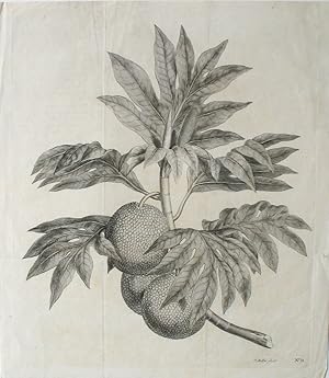 Bild des Verkufers fr Breadfruit Engraving from Cook's first voyage. (A branch of the bread-fruit tree with the fruit) zum Verkauf von Antipodean Books, Maps & Prints, ABAA