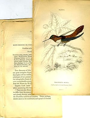 Trochilus Rufus (Ruff-necked or Nootka Humming-Bird), hand colored engraving