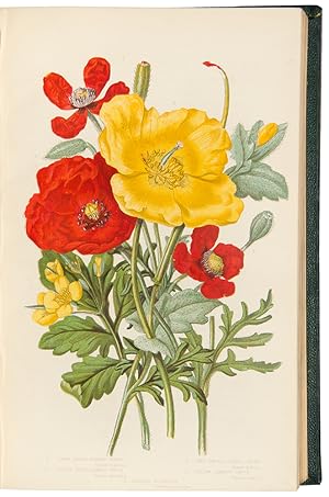 Imagen del vendedor de The Flowering Plants, Grasses, Sedges, and Ferns of Great Britain a la venta por Donald A. Heald Rare Books (ABAA)