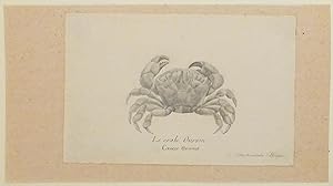 Bild des Verkufers fr Le Crabe Ourson - Cancer Ursinus zum Verkauf von Arader Galleries - AraderNYC
