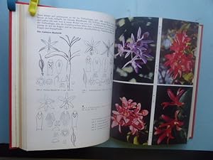 Die Orchidee. Zweimonatsschrift der Deutschen Orchideen-Gesellschaft e.V. und der Schweizerischen...