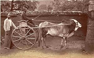 Seller image for [Bullock Cart]. for sale by Shapero Rare Books