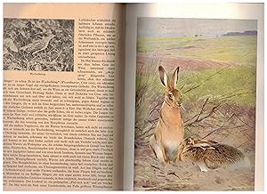 Seller image for Tierwelt der deutschen Landschaften for sale by Bcherpanorama Zwickau- Planitz