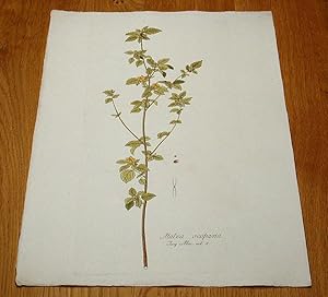 Imagen del vendedor de Malva scoparia. Kolorierter Kupferstich aus "Icones Plantarum Rariorum". a la venta por Antiquariat Lycaste