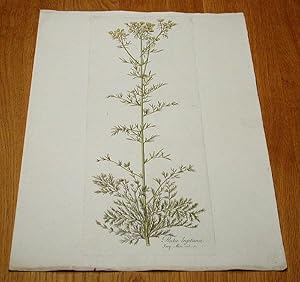 Imagen del vendedor de Ruta legituna. Kolorierter Kupferstich aus "Icones Plantarum Rariorum". a la venta por Antiquariat Lycaste