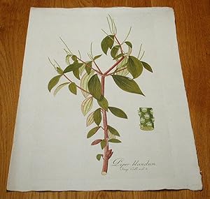 Image du vendeur pour Piper blandum. Kolorierter Kupferstich aus "Icones Plantarum Rariorum". mis en vente par Antiquariat Lycaste