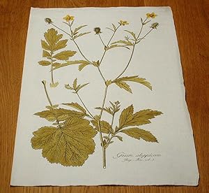 Imagen del vendedor de Geum aleppicum. Kolorierter Kupferstich aus "Icones Plantarum Rariorum". a la venta por Antiquariat Lycaste