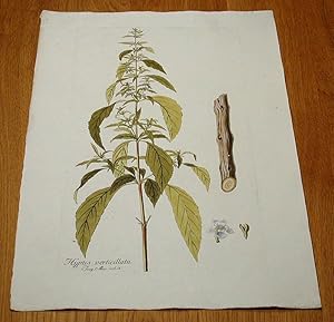 Image du vendeur pour Hyptis verticillata. Kolorierter Kupferstich aus "Icones Plantarum Rariorum". mis en vente par Antiquariat Lycaste