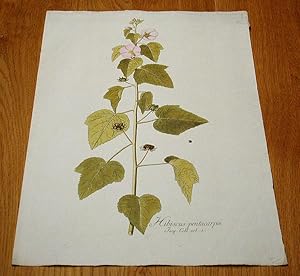 Seller image for Hibiscus pentacarpos. Kolorierter Kupferstich aus "Icones Plantarum Rariorum". for sale by Antiquariat Lycaste